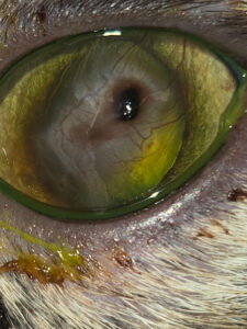 Corneal sequestrum in cat eye