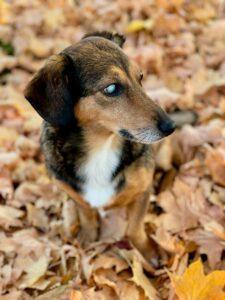 Dog in fall leaves with cataracts and cloudy eyes.