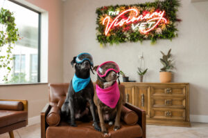 Visionary Vet Dog Eye Goggles