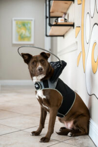 visionary vet services